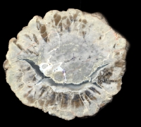 Talkeetna Mountains Thunderegg