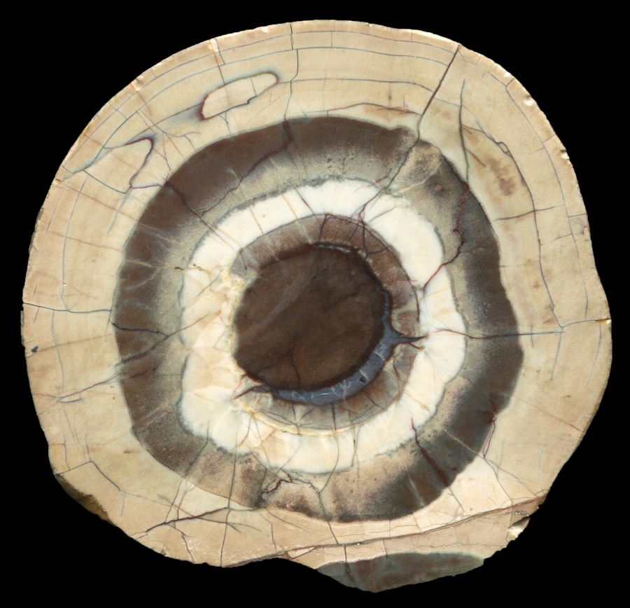 Beautiful Hummick Creek Thunderegg with Tiny Agate Core