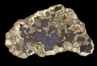 Rainforest Ryolite