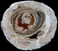 Esterel - Le Forestier