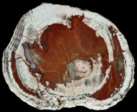 Esterel - Le Louve Thunderegg