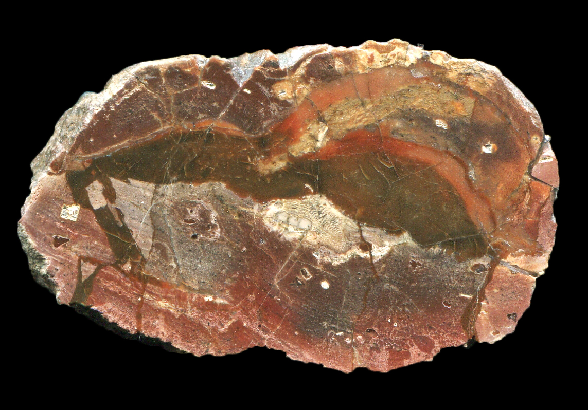 Small Esterel with Silicified Mud