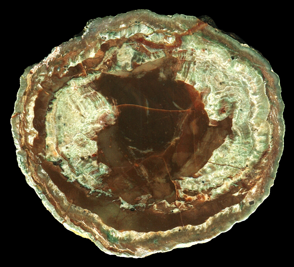 Esterel La Vigne Thunderegg with Chocolaty Silicified Mud