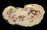 Geisberg Thunderegg