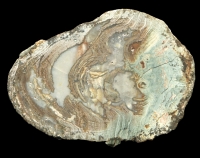 Eckenfels Thunderegg with Creamy Agate