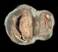 Lierbachtal Thunderegg Agate