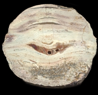 Lierbachtal Thunderegg Agate