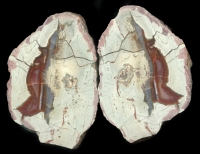 Lierbachtal Thunderegg