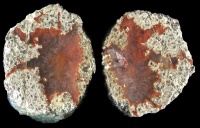 Hartkoppe Thunderegg