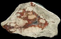 Rehberg Thunderegg
