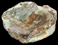 Lierbachtal - Eckenfels Thunderegg with Pseudomorphs