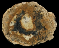 Albaum Thunderegg