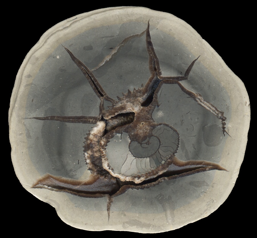 Beauvoisin Septarian with Fossil Ammonite