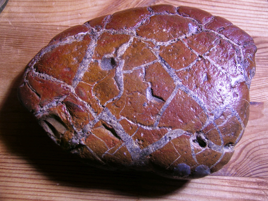 Unworked Warden Point Septarian