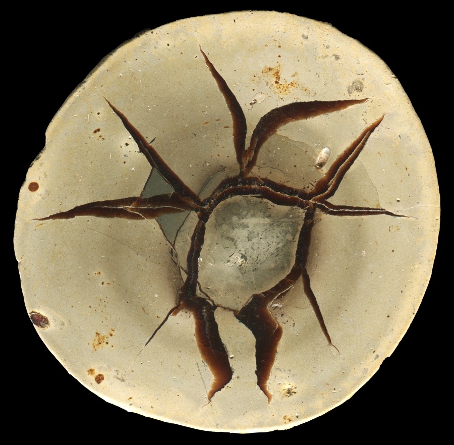 Madagascar Septarian with a Tiny Ammonite Fossil