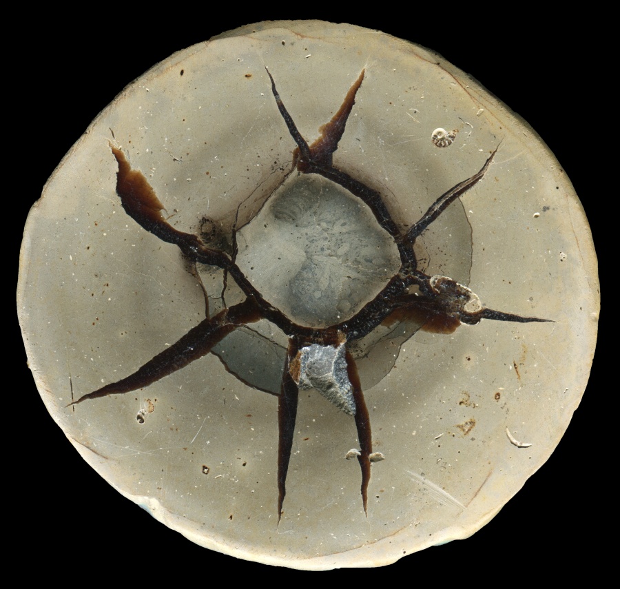 Madagascar Septarian with a Tiny Ammonite Fossil