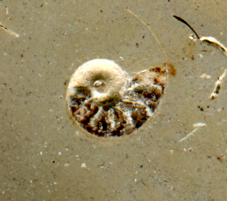 Madagascar Septarian with a Tiny Ammonite Fossil