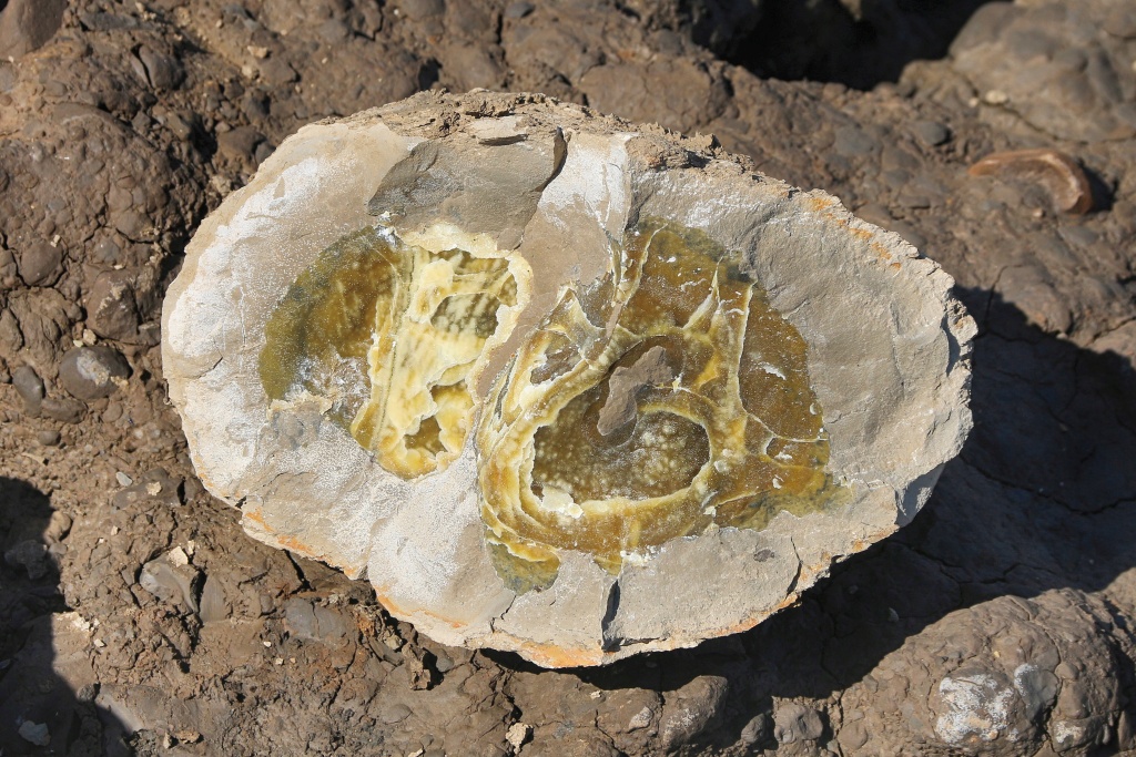 Large Septarian Nodule with Greensih Calcite
