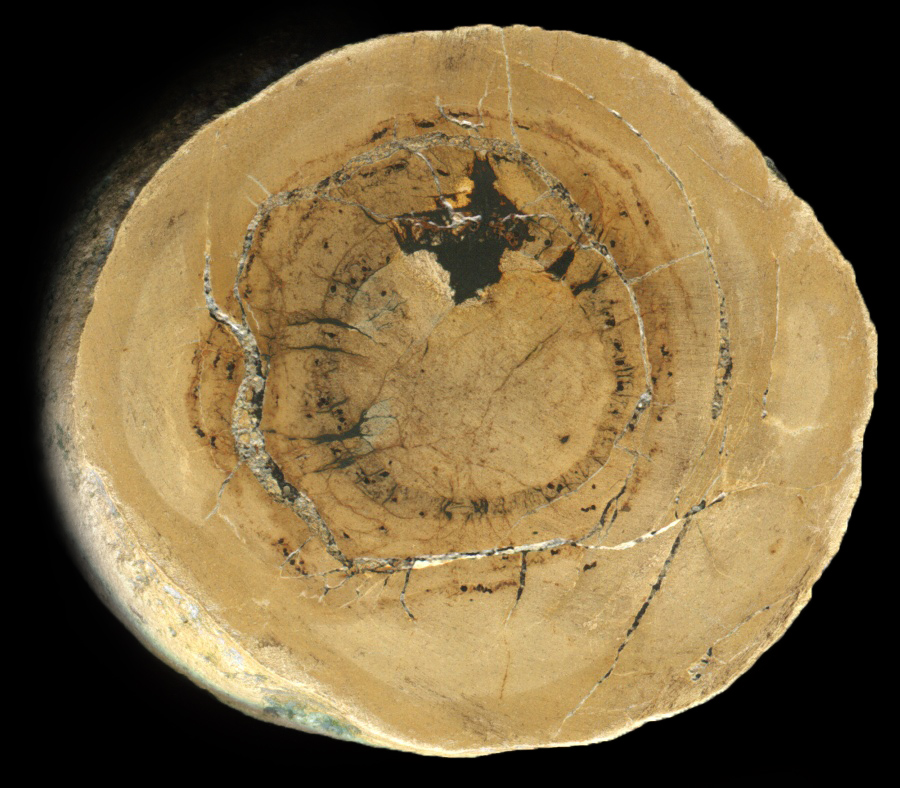 Fossil Lobster Burrow with Septarian-Like Cracks