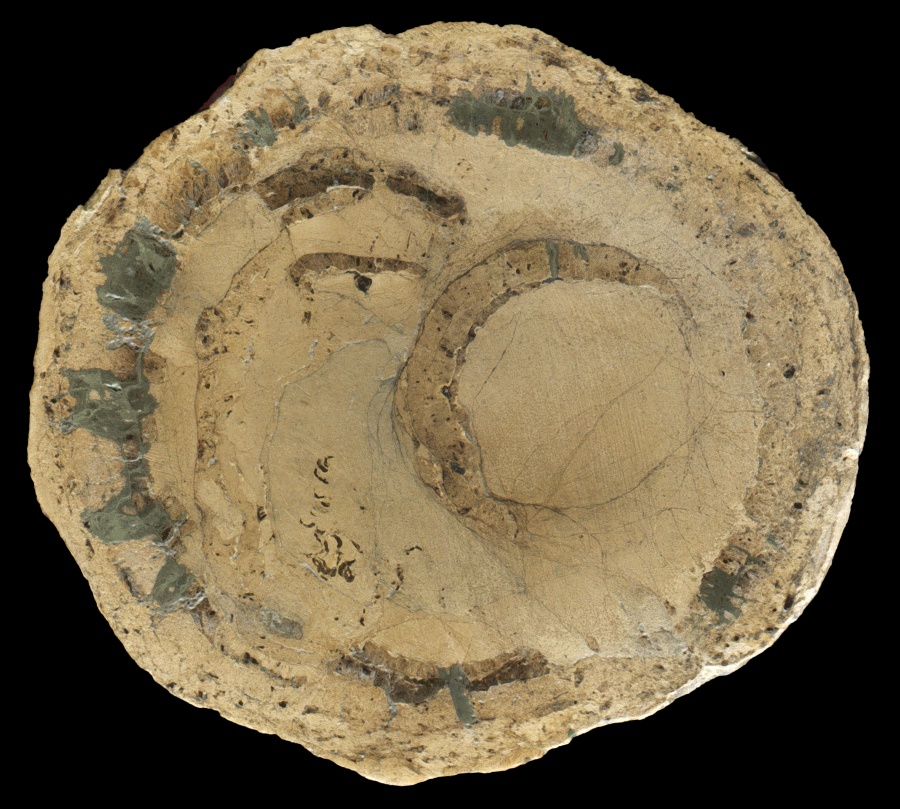 Fossil Lobster Burrow with Pyrite