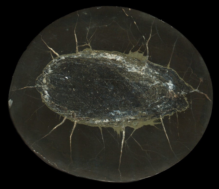 Fish Coprolite in a Septarian Nodule