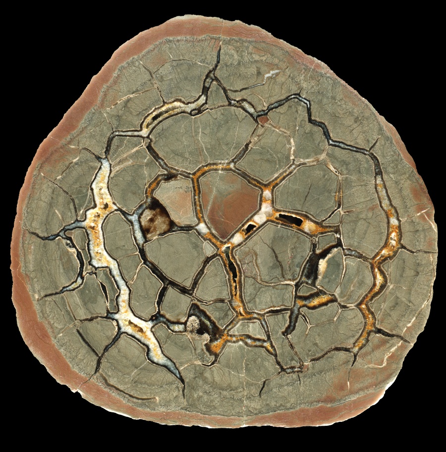 Beautiful, Large Nowy Kościół Septarian