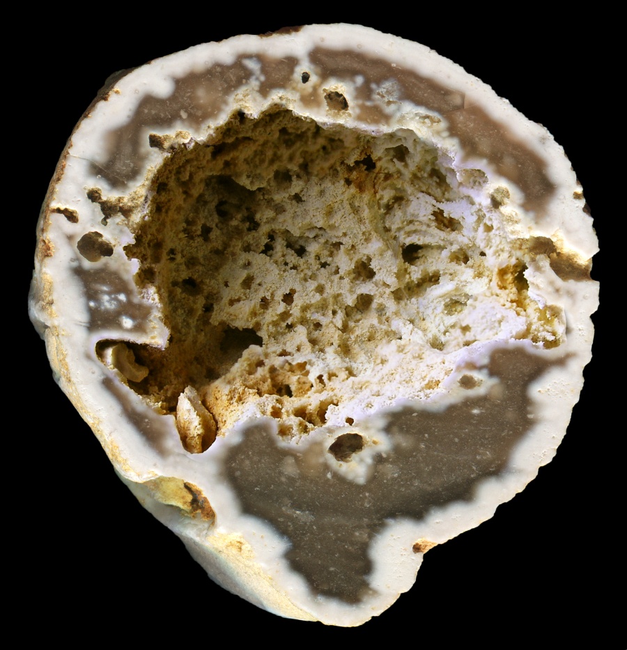 Hollow, Thin Fossil Sponge