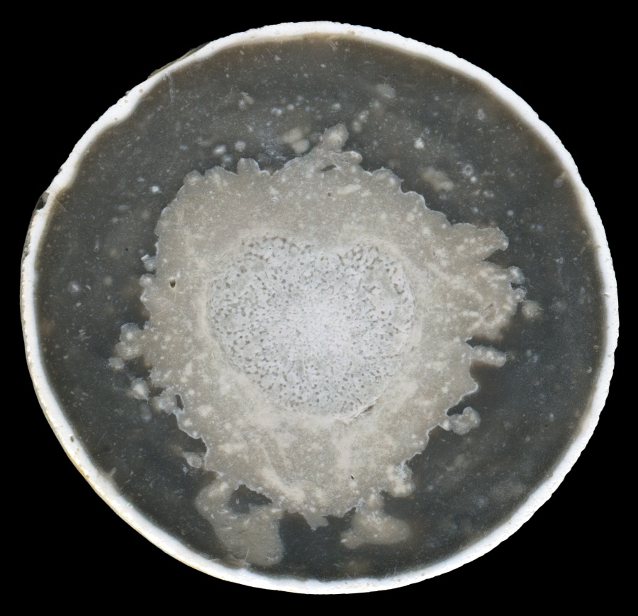Beautiful Round Flint with Fossil Sponge