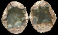 Priuralskoe Thundereggs
