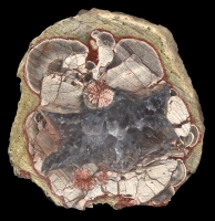 Aguila Thunderegg