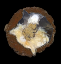 Richardson Thunderegg