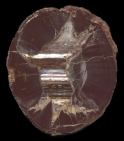 Skull Springs Thunderegg