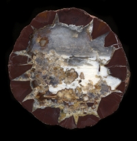 Skull Springs Thunderegg