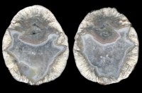 Beautiful and Finely Formed Naches Thunderegg