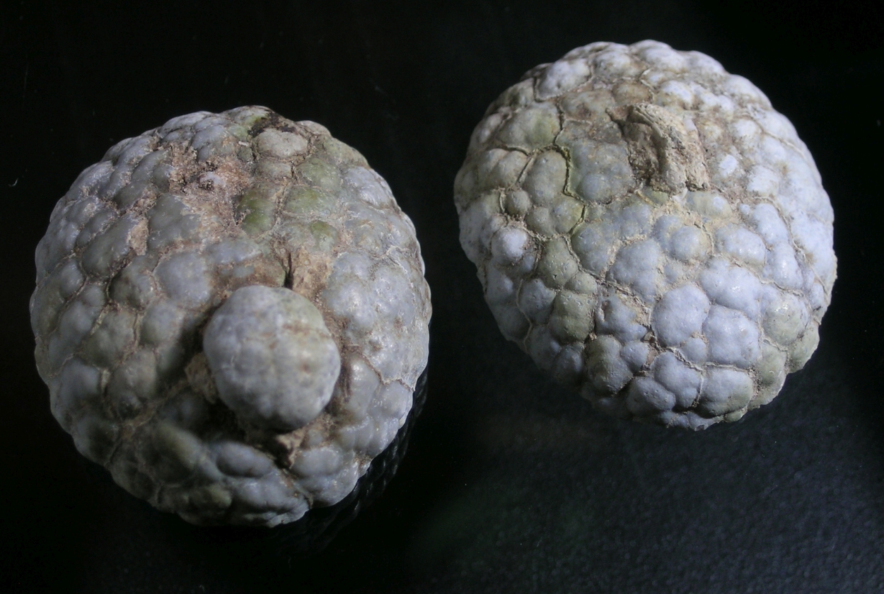 Little Naches River, Bed 2.5 Thunderegg with Quartz and Calcite