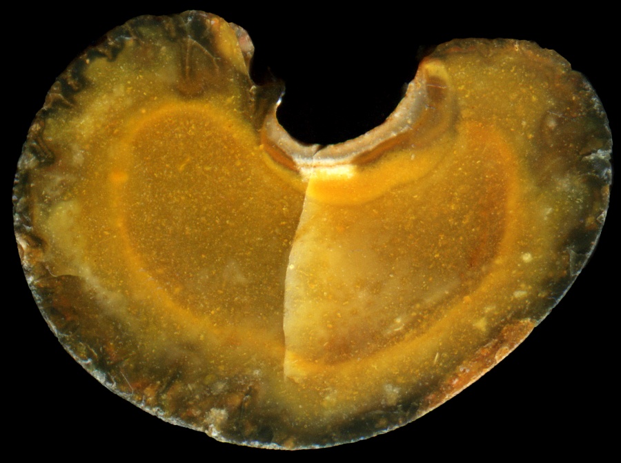 Kidney-Shaped Lesnes Abbey Flint