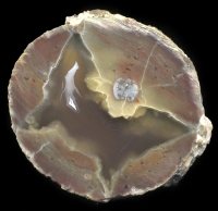 Dutch Donny Thunderegg