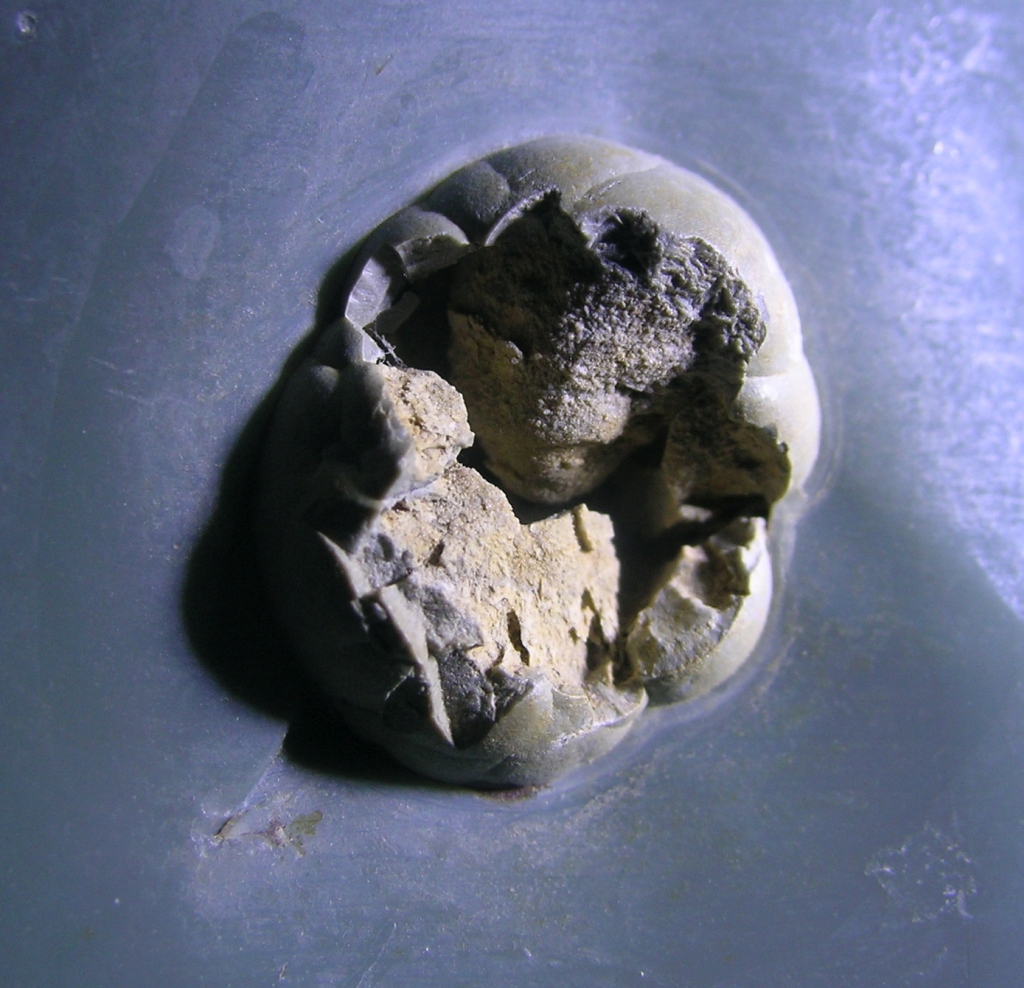 Burns Spherulitic Obsidian Thunderegg Detail
