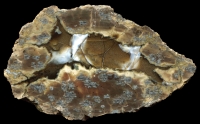 Opal Creek Thundereggs
