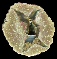 Ochoco Agate Bed Thunderegg